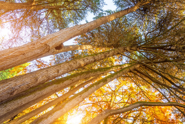 Ciprestes e outras árvores coníferas e caducas em um denso parque de outono - Foto, Imagem