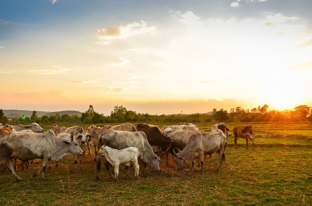 Pastoreo de vacas
 - Foto, Imagen