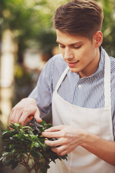 Guapo florista masculino poda una planta en el invernadero
. - Foto, imagen