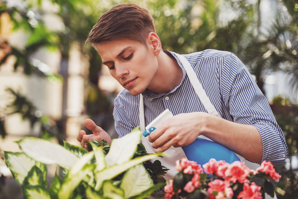 Νεαρός όμορφος άντρας ανθοπώλης ψεκάζει λουλούδια στο κατάστημα. - Φωτογραφία, εικόνα
