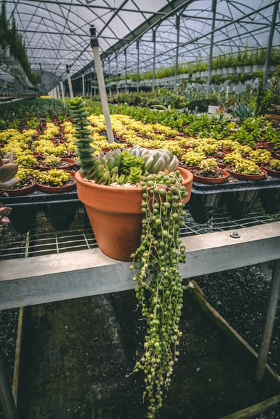A closeup of potted succulents in the greenhouse - Fotó, kép