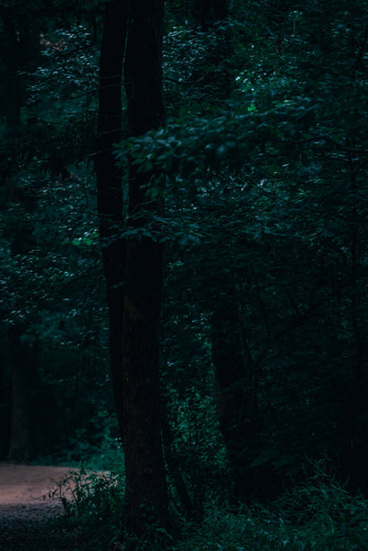暗い森の歩道の垂直ショット - 写真・画像