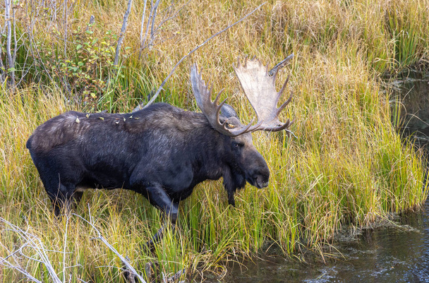 býčí shiras los v říji ve Wyomingu na podzim - Fotografie, Obrázek
