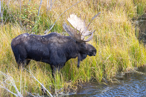 秋にはワイオミング州のラットで雄牛のシラスが - 写真・画像