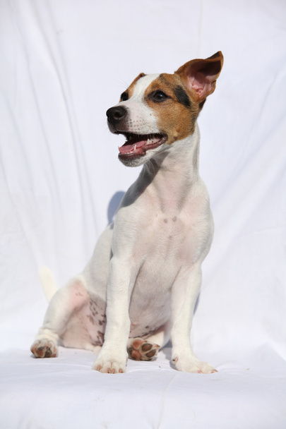 Gorgeous jack russell terrier sitting - Photo, Image