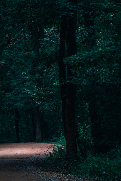A Vertical shot of a dark forest trail - Photo, image