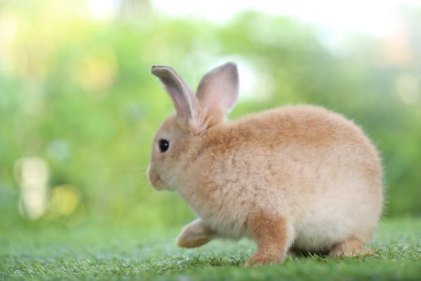 Lindo conejito sobre hierba verde con bokeh natural como fondo durante la primavera. Joven conejito adorable jugando en el jardín. Cariñosamente mascota en el parque - Foto, imagen