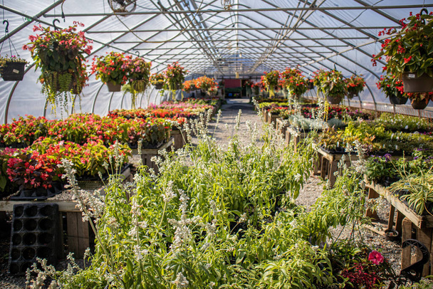 A beautiful glass greenhouse with blooming flowers - Фото, зображення