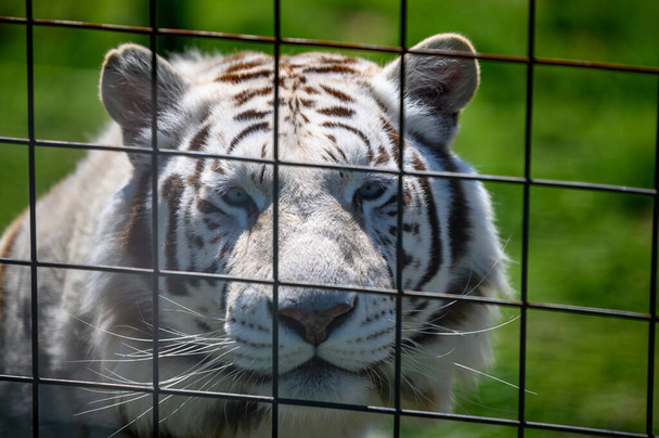 A closeup shot of a white tiger in a cage in a zoo during the day - Zdjęcie, obraz