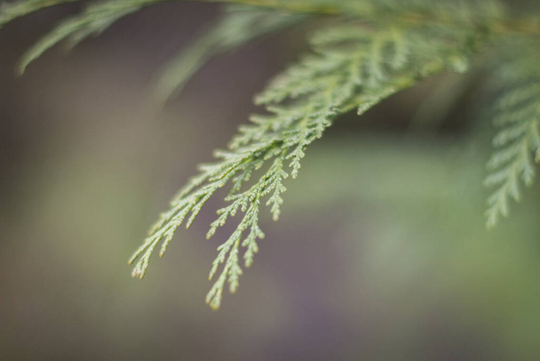 A closeup shot of leaves of a tree on a blurred background - Zdjęcie, obraz