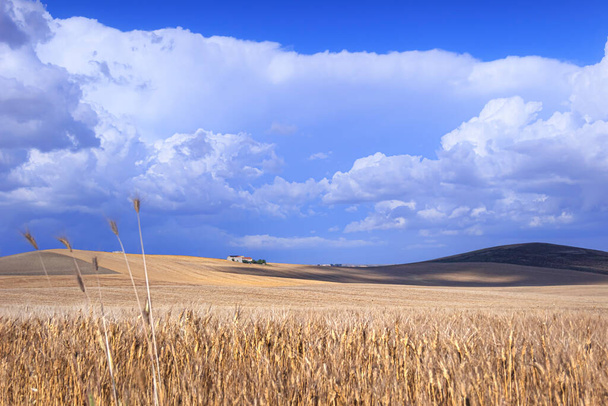 Kopcovitá krajina s pšeničnými poli ovládanými mraky v Apulii, Itálie. - Fotografie, Obrázek