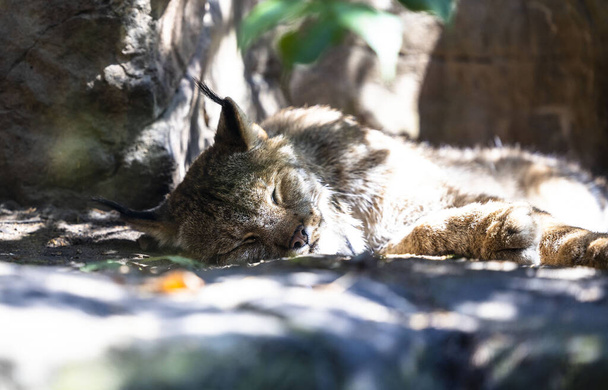 A gray lynx sleeping on the rocky ground in the sun - wildlife - Foto, Imagem