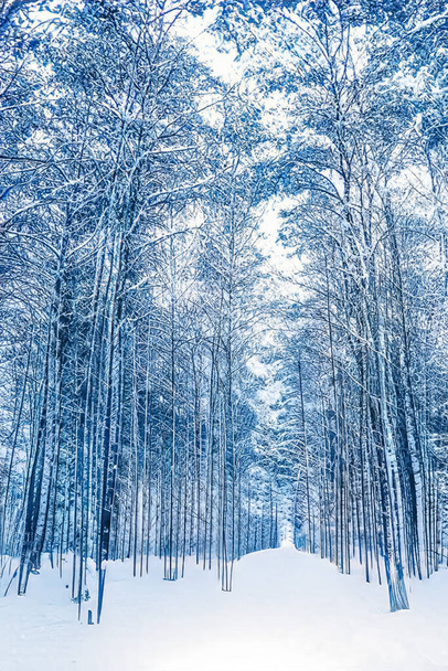 Téli csodaország és karácsonyi táj. Havas erdő, fák borított hó, mint nyaralás háttér - Fotó, kép