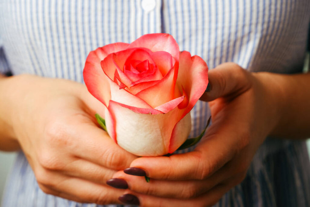 手に繊細なピンクのバラの花を保持青いドレスの女性。閉鎖女性手とともにホワイトマニキュア保持繊細なピンクのバラの花 - 写真・画像