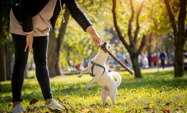 The owner trains the jack russell terrier dog in the park. - Zdjęcie, obraz