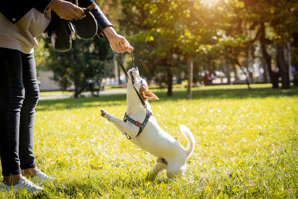 The owner trains the jack russell terrier dog in the park. - 写真・画像