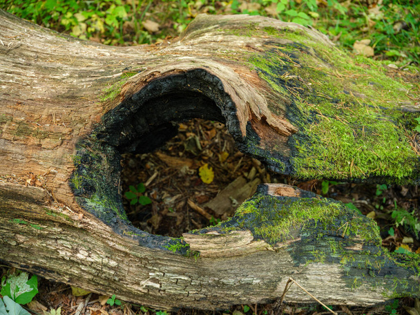 troncs d'arbres secs tombés dans la vieille forêt en automne journée ensoleillée - Photo, image