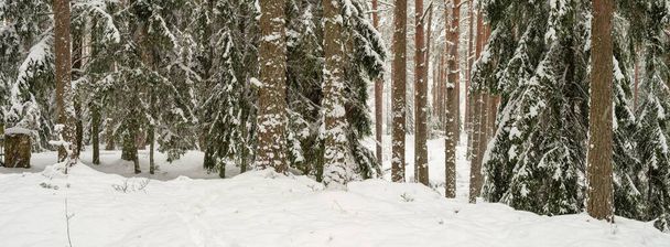 pine and spruce tree forest in first snow. branches breaking under snowfall weight - Photo, Image