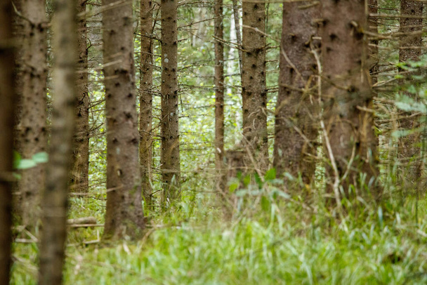 σκούρο και δύσοσμο δάσος ερυθρελάτης το φθινόπωρο με κορμούς δέντρων - Φωτογραφία, εικόνα