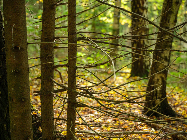 темно-капризный еловый лес осенью с стволами деревьев - Фото, изображение