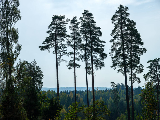 bosque de abeto oscuro y malhumorado en otoño con troncos de árbol - Foto, Imagen
