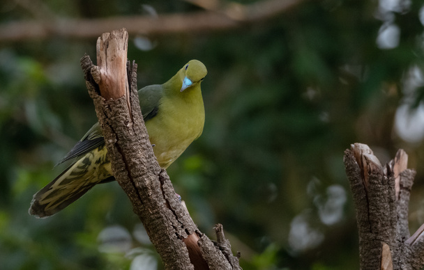 Paloma verde de cola de cuña (Treron sphenurus) pájaro encaramado en el árbol - Foto, Imagen