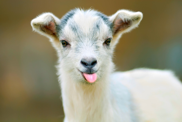Забавна коза викладає язик
 - Фото, зображення