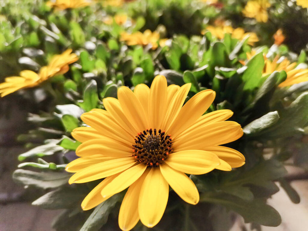 dwarf daisy,dimorfoteca, osteorpermum ecklonis, matacabras, yellow flower among more of the same flowers - Photo, Image