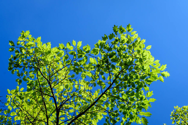 Delicate piccole foglie verdi vivide di quercia in un giardino primaverile soleggiato, bellissimo sfondo monocromatico esterno fotografato con attenzione selettiva - Foto, immagini