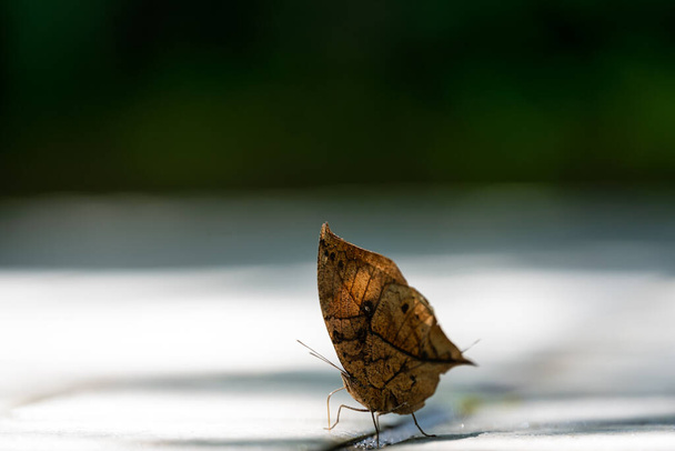 Dead-leaf butterflies on cement floor - Foto, immagini