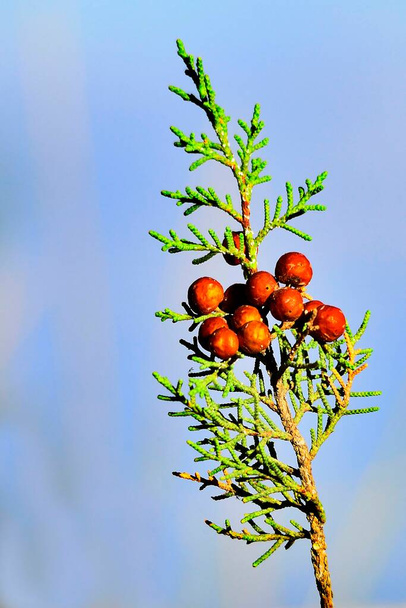 Poperus phoenicea - вид хвойных деревьев, обитающий в Средиземноморском регионе.. - Фото, изображение
