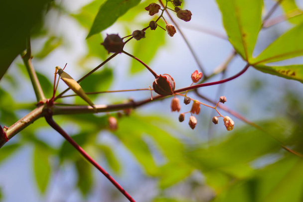 Цветок маниоки висит на ветвях деревьев - Фото, изображение
