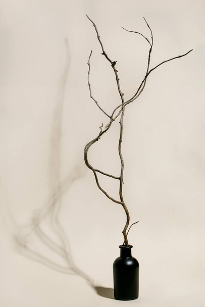 Still life with dry tree branch in black ceramic bottle vase over beige background. Hard shadows. Trend minimalistic design. Copy space - Photo, Image