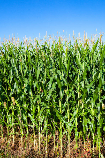 Pole kukurydzy Wisconsin w sierpniu z niebieskim niebem, pionowe - Zdjęcie, obraz