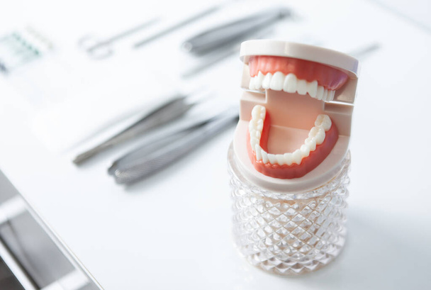 人間の顎モデルと歯科用品。歯医者の訓練 - 写真・画像