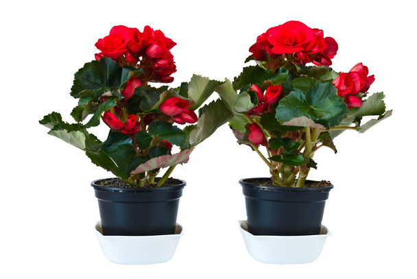Two red begonias - Photo, Image