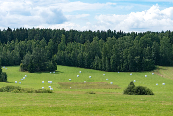 Campo de heno grande recién cosechado con fardos blancos de heno o ensilaje repartidos por todo el campo - Foto, Imagen