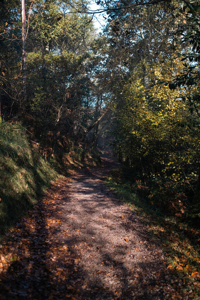 O Caminho de Santiago Trilha Florestal na Galiza, Espanha.  - Foto, Imagem