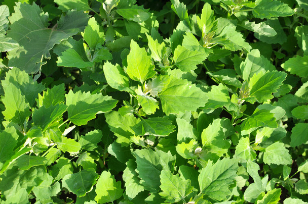 У природі поле вирощує товсту курку (альбом "Chenopodium"
) - Фото, зображення