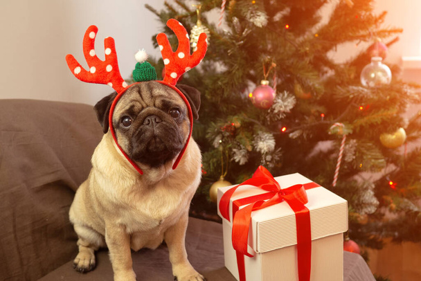 Christmas card funny pet. Cute pug dog sitting in reindeer horns hat with gift. Merry Christmas and Happy New Year - 写真・画像