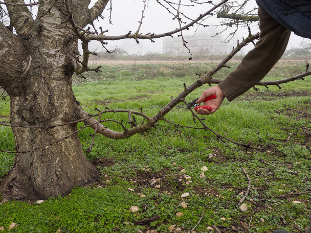 Ruka muže prořezávajícího mladý strom nůžkami na prořezávání, na poli na podzim za mlhavého dne - Fotografie, Obrázek