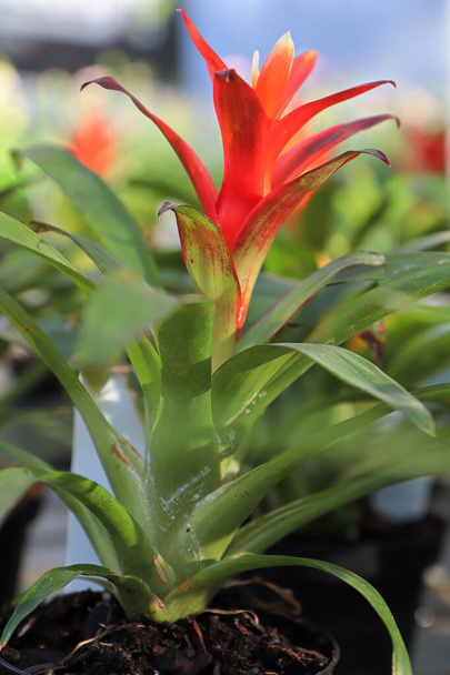 Side view of a bromeliad flower in bloom - Photo, Image
