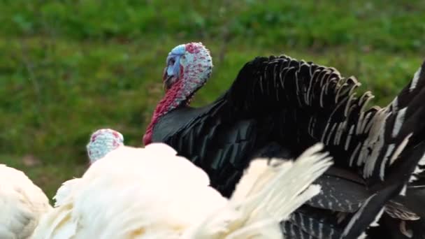 Close up view of black and white turkeys walk on the background of green grass in the village on a poultry farm in Russia. No people. Outdoor. - Filmmaterial, Video