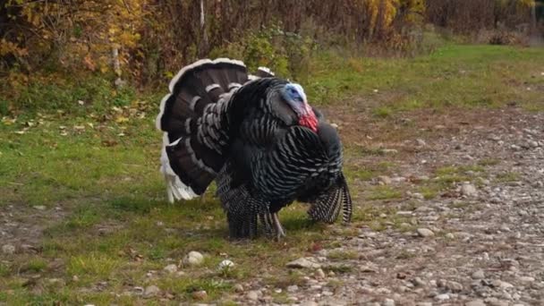 A pompous aggressive wild turkey with black feathers hides a white turkey behind its tail in the autumn forest. Natural background. No people. Outdoor. Slow motion. - Footage, Video