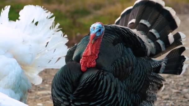 Close up portrait of serious pompous turkey with black feathers, a red neck, blue head stare at camera. Poultry farming concept. Outdoor. No people. - Footage, Video
