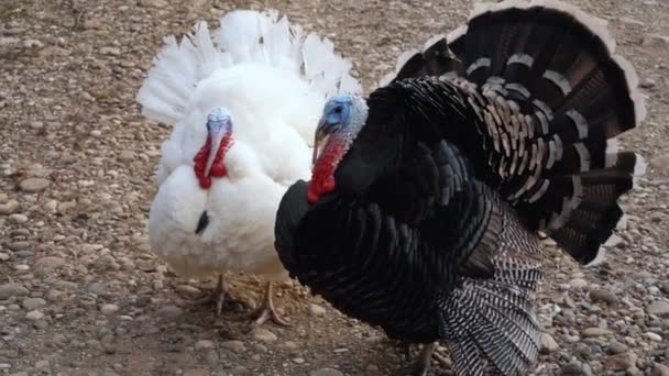 Large domestic turkey with black feathers and a blue head has aggressively spread its tail, protects the territory. Copy space. Poultry bird farm. Natural background. Outdoor. No people. - Footage, Video