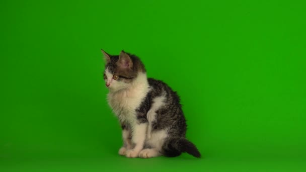 Kotek szary gra siedzi na zielonym tle ekranu - Materiał filmowy, wideo