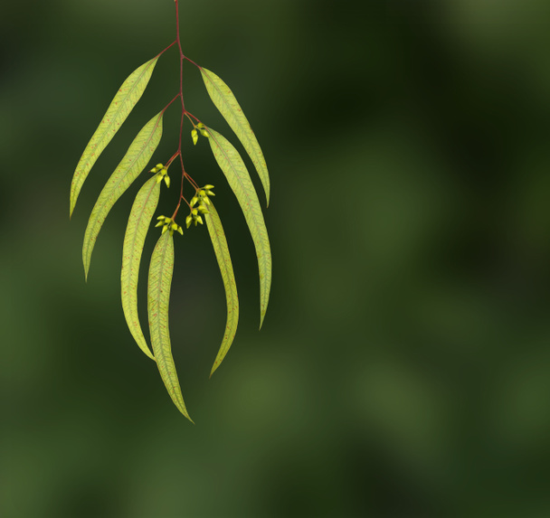 eukaliptusa gałąź - Zdjęcie, obraz