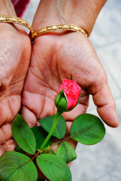 Rose or Rosa, flower buds wih green leaves. Old woman showing the flower bud in her garden. Howrah, West Bengal, India. - Photo, Image