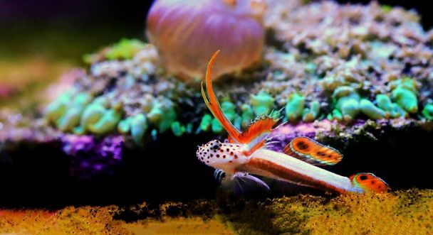 Hořící krevety Goby - Discordipinna griessingeri - Fotografie, Obrázek